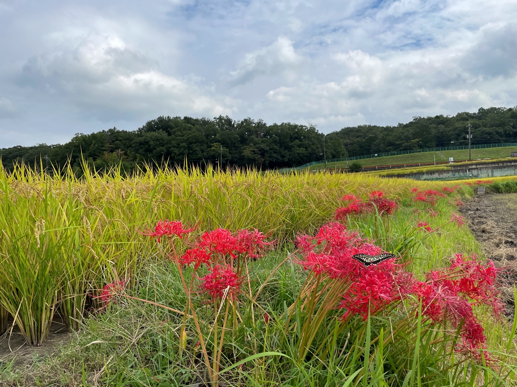 彼岸花　霊園